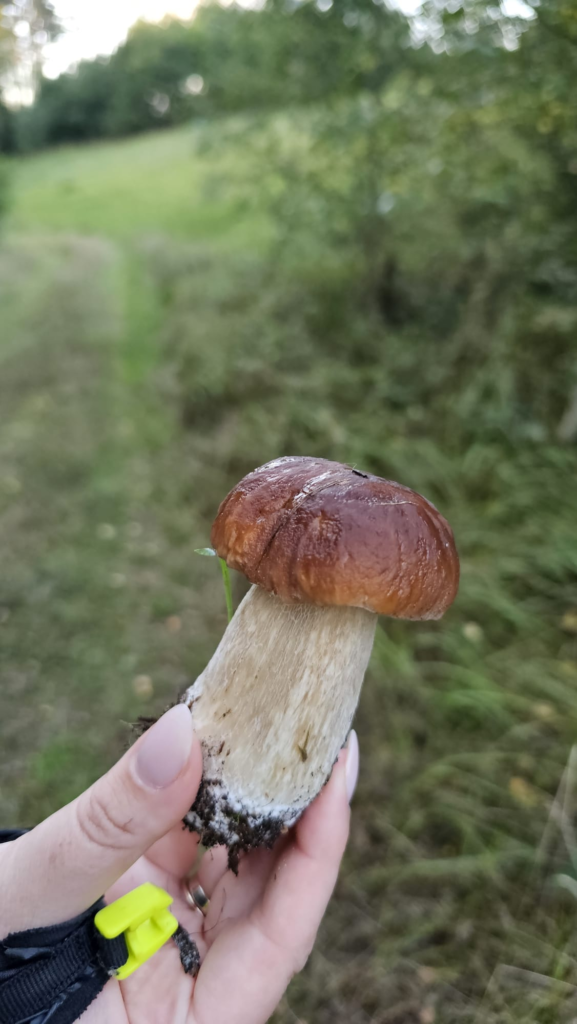 grzybek